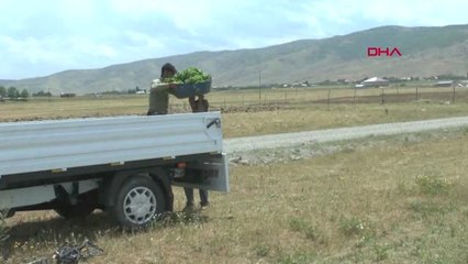 MUŞ'TA TÜTÜN EKİM MEVSİMİ BAŞLADI