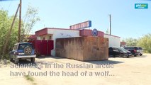 32,000-year-old wolf found in Russian Arctic