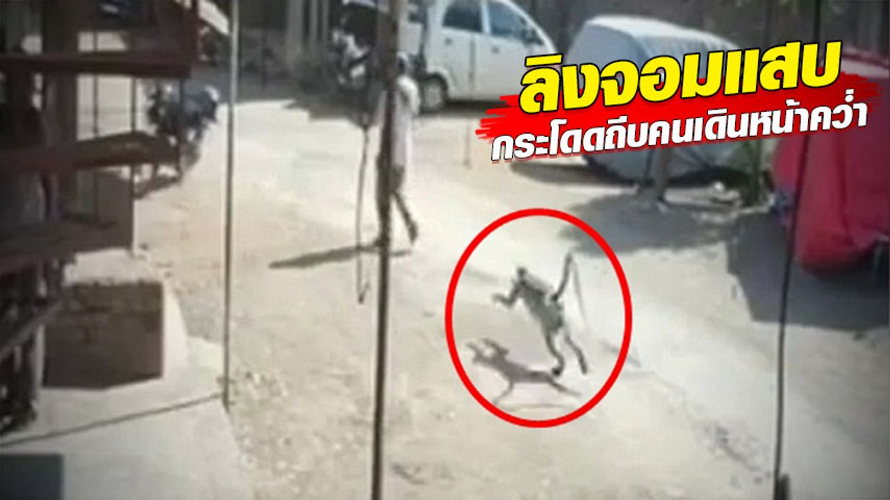 พลังเจี๊ยกขั้นสูง ! ลิงแสบกระโดดถีบคนล้มคว่ำ ก่อนวาร์ปอย่างไว