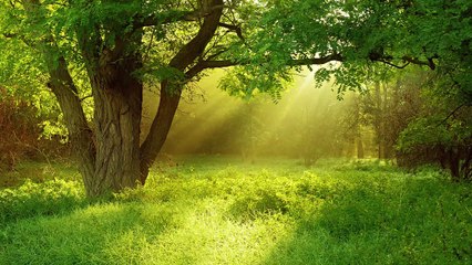 CELTIC Music Mix & Rain | 8 HOURS - 4K