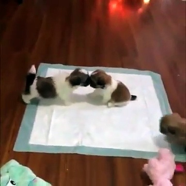 Funny dog fight