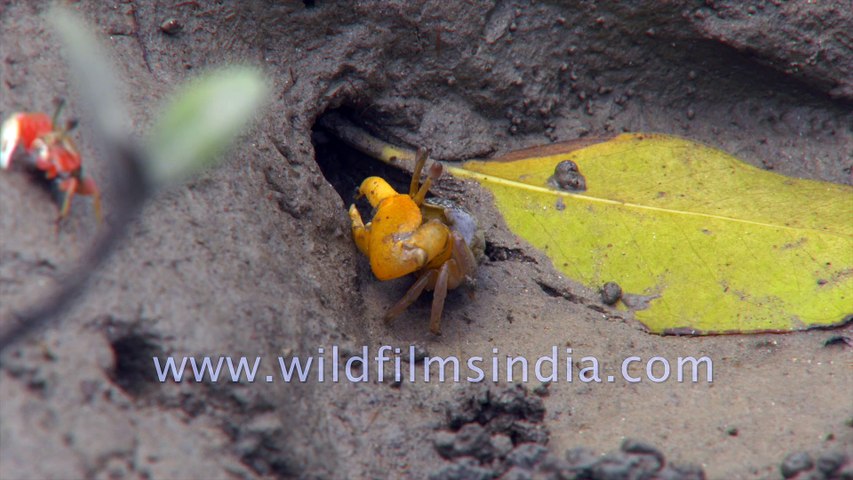 Mud Crab, Red and Blue Fiddler Crab feeding on micro organisms in the largest halophytic mangrove forest in the world