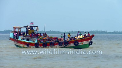 Way locals travel Ferries to Gangasagar , Sagar Island, West Bengal, India | 4k stock footage