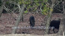 Wild Boars spotted at Sudhanyakhali Watch Tower, Sundarban , West Bengal, Inida| 4k stock footage