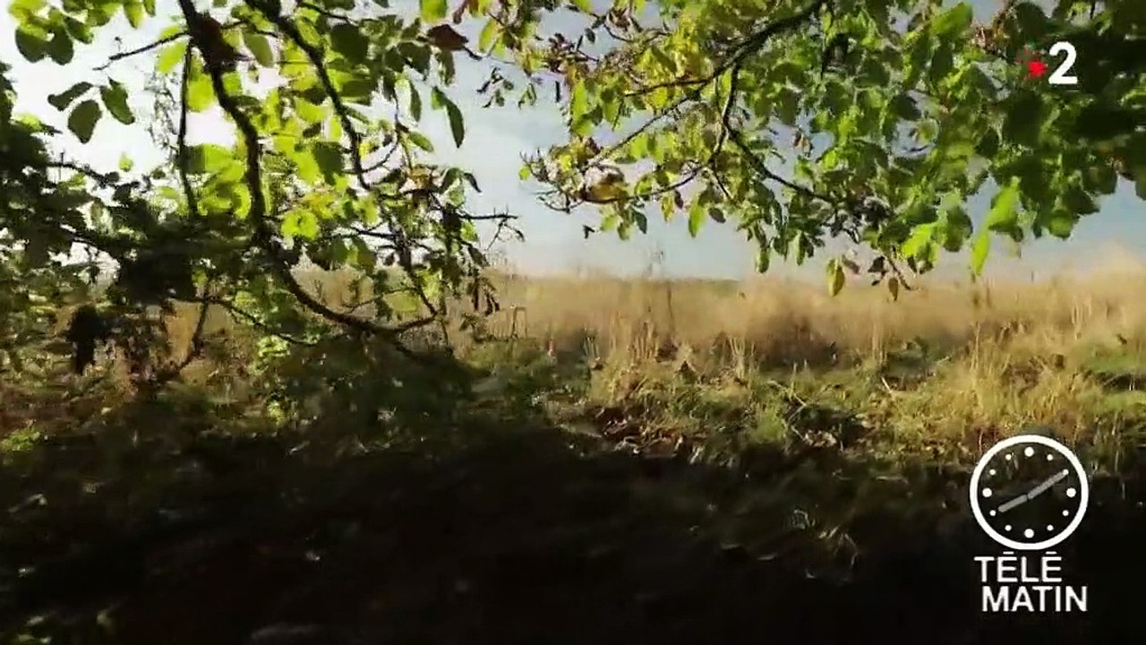 Le revolver qui aurait tué Vincent Van Gogh vendu aux enchères