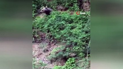 Ormanda yiyecek arayan ayı böyle görüntülendi
