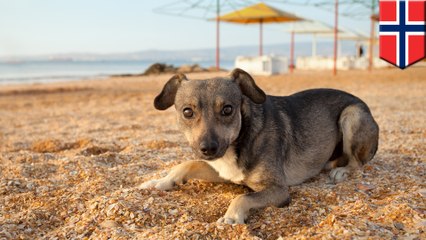 旅先で子犬を助けたノルウェー人女性 狂犬病で命を落とす - トモニュース