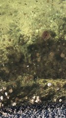 Deadly jellyfish Australia | Anthony S Casey Singapore