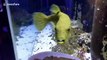 Fish desperately tries to get at cookies through glass of its tank