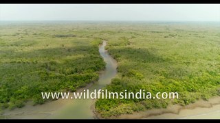 Inside Sundarban Tiger Reserve during low tide | 4 k stock footage of Datta river bank , West Bengal, India