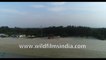 How does Bakkhali Beach look during low tide, 4k Aerial view , Stock footage , West Bengal, India