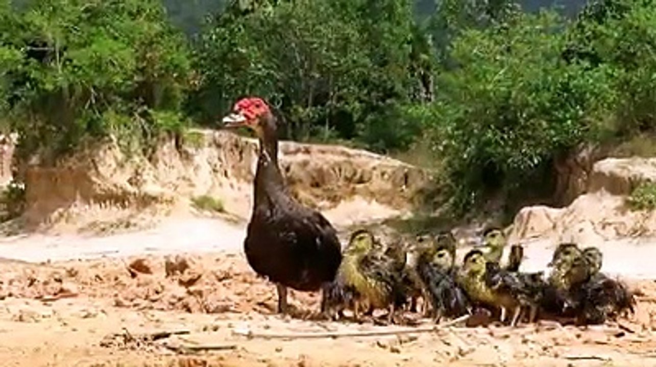Duck fighting with python for kids
