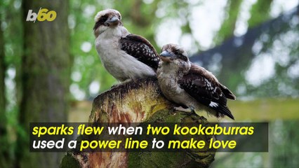 Sparks Fly! Two Lovemaking Birds Cause Nearly 1,000 Homes to Lose Power