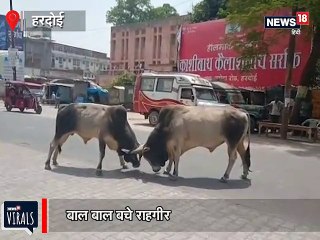 हरदोई: बीच सड़क पर सांडों का संग्राम, देखें VIRAL VIDEO