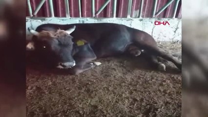 İZMİR BOĞA FERDİNAND BABA OLDU