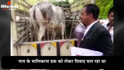 A cow was presented in front of the court to decide its owner