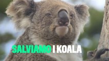 I koala stanno scomparendo: ecco perché