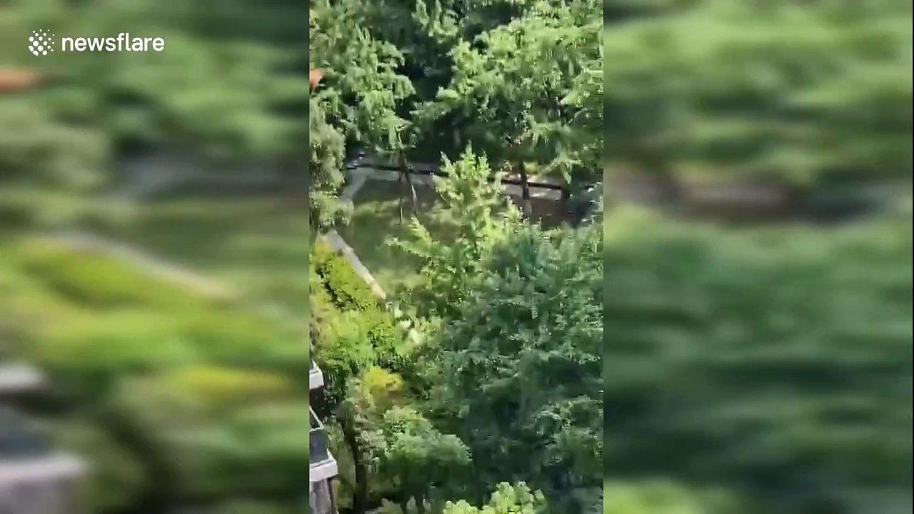 Runaway chicken stays on 22nd-floor window ledge for 7 days in China's Hangzhou