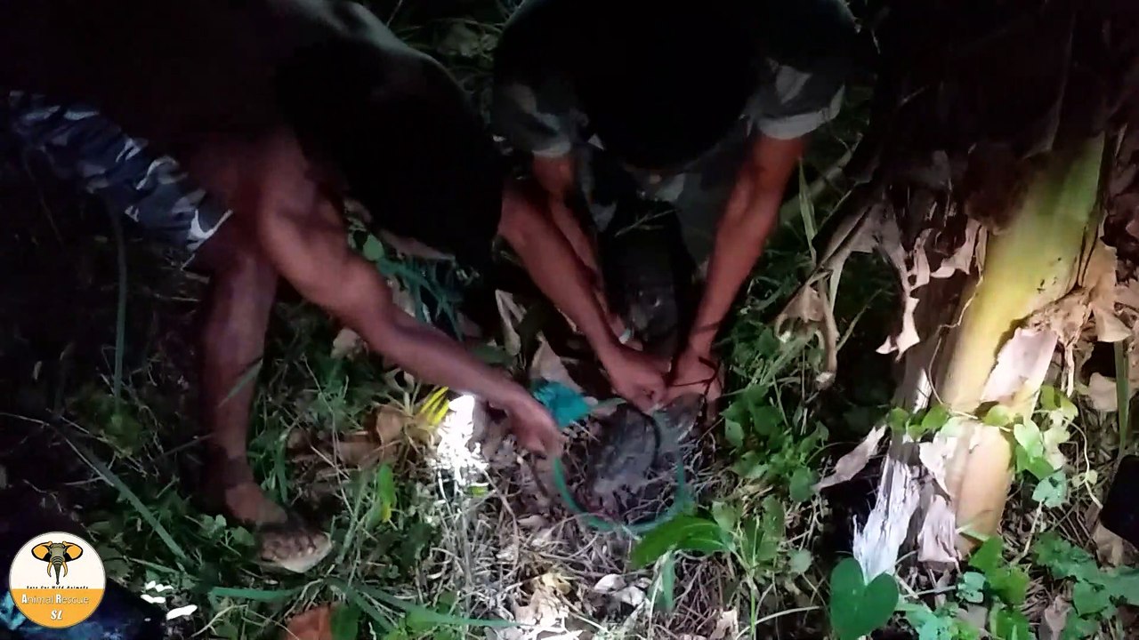 rescued and released  crocodile