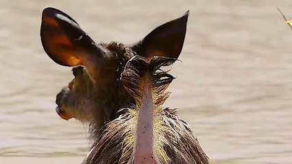 The End of a Sambar Deer