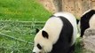 Le repas de ce panda est très surprenant. Regardez !