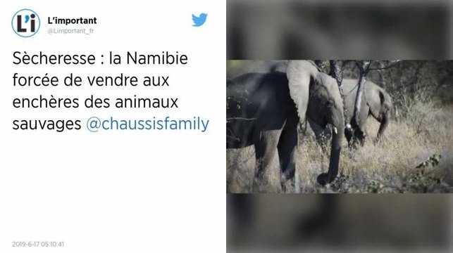 Sécheresse. Buffles, girafes, éléphants… La Namibie vend aux enchères un millier de bêtes sauvages