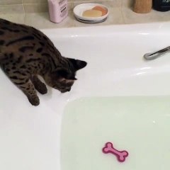 Ce chaton fait tout pour saisir son jouet sans se mouiller. Trop marrant !