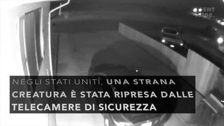 Strana creatura ripresa dalle telecamere di sicurezza diventa virale e spaventa gli utenti