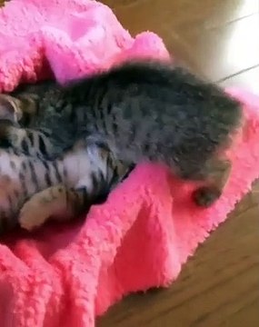 Ces chatons ont trouvés l'endroit parfait pour faire une sieste. Trop mignon !