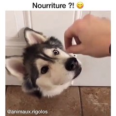 Ce dobberman va vous faire sourire. Admirez le !