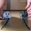 Ces deux hamsters vont avoir une course assez comique. Hilarant !