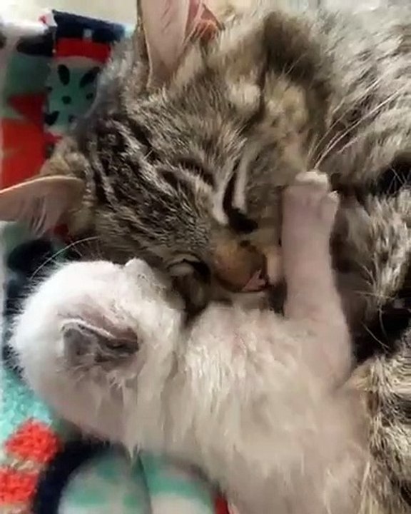 Cette chatte est très câline avec son nouveau bébé. Trop beau !