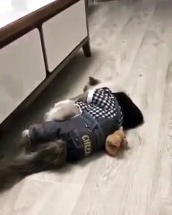 Marrant ! Ce chat n'avait pas vu ce qui arrivait devant lui. Oops !