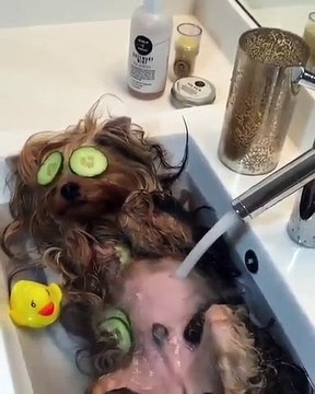 Ce chien est au paradis. Regardez !