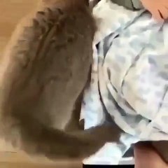 Ce chat fait tout pour réveiller un bébé qui dort. Trop mimi !