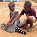 Ce lémur demande encore plus de caresses à ses mignons petits garçons. Trop chou !