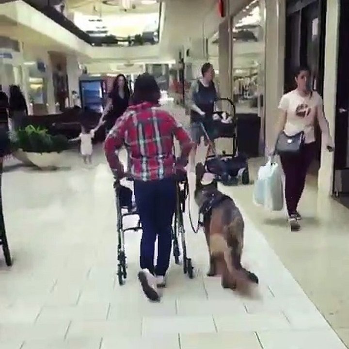 Toujours là quand l’on a besoin d’eux. Ce chien en ai la preuve. Admirez !!