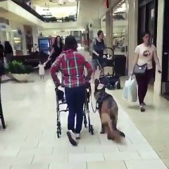 Toujours là quand l’on a besoin d’eux. Ce chien en ai la preuve. Admirez !!