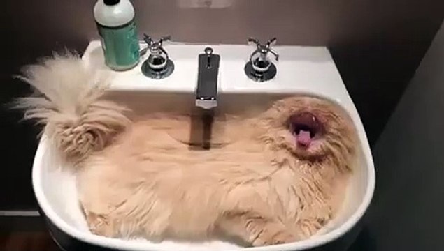 Ce chat a trouvé un endroit pour sa sieste pile la bonne taille. Trop cute !