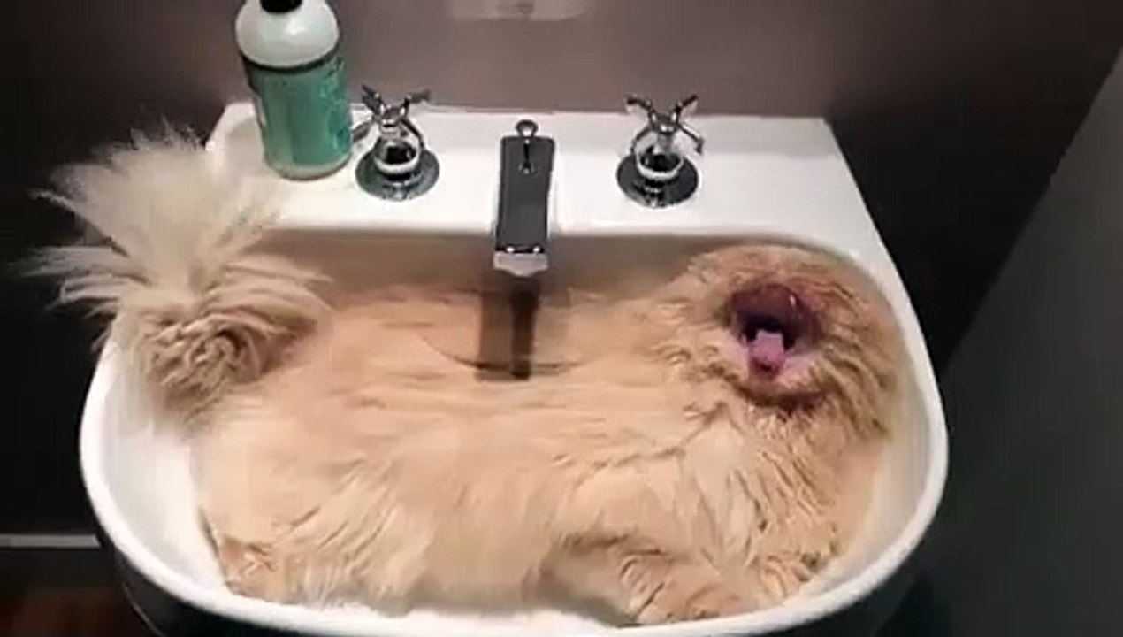 Ce chat a trouvé un endroit pour sa sieste pile la bonne taille. Trop cute !