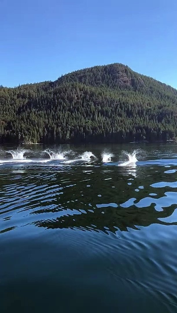 ⁣Dolphins Coordinate to Corral Dinner