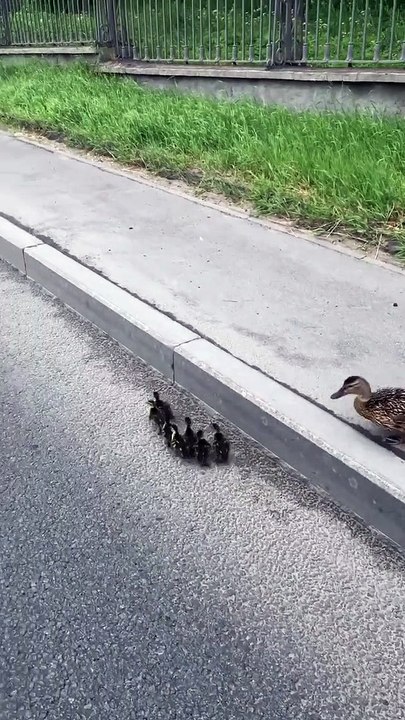 Ducks Cause Some Chaos on Russian Road