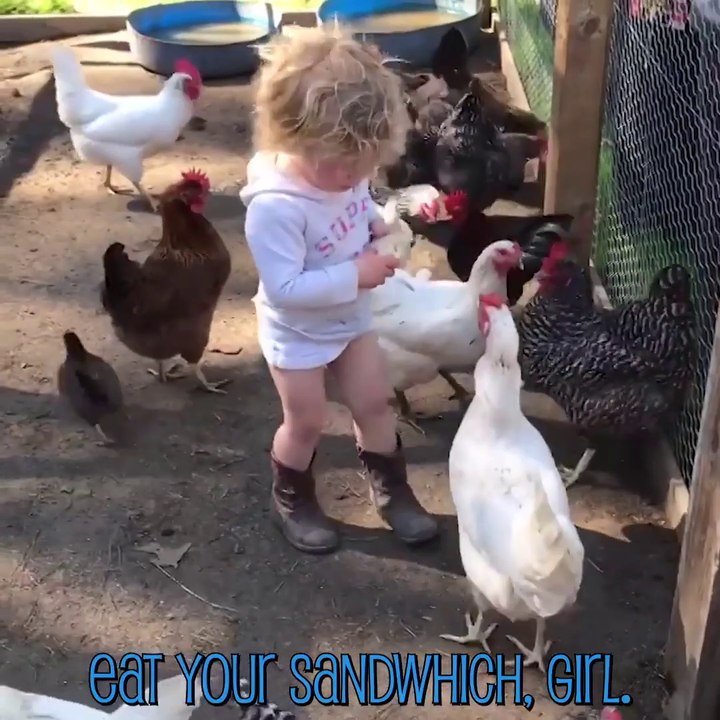 These adorable and funny animals steal your food