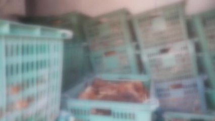 재해로 위장해 보험금 '꿀꺽'...축협 직원도 한 통 속 / YTN