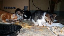 Hungry Kitties Finds Big Meal