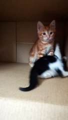 Male Cat Plays With Kitty WWE Match