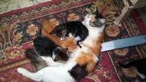 Mom breastfeeding her 4 kitties