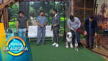 Download Video: La manera correcta de cepillar a nuestro perro según su tipo de pelo. | Venga La Alegría