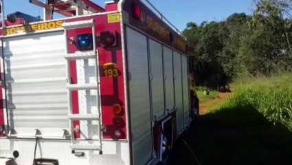 Enxame de abelhas ataca trabalhador da prefeitura no Interlagos