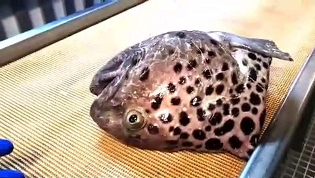 Damn!|What Kinda Fish Is This| The Head Is Off